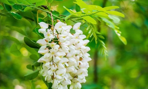 白花蛇舌草功能主治肠痈-白花蛇舌草的功能主治网- 白花蛇舌草的功能与主治知识,分享白花蛇舌草的功能主治是