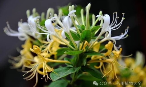 白花蛇舌草功能主治用量用法-白花蛇舌草的功能主治网- 白花蛇舌草的功能与主治知识,分享白花蛇舌草的功能主治是