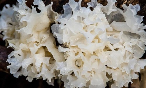 白花蛇舌草的功能主治网- 白花蛇舌草的功能与主治知识,分享白花蛇舌草的功能主治是