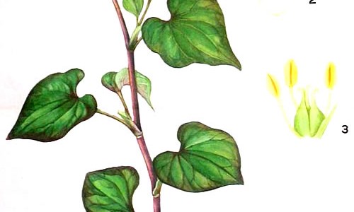 白花蛇舌草功能主治每天用多少克-白花蛇舌草的功能主治网- 白花蛇舌草的功能与主治知识,分享白花蛇舌草的功能主治是