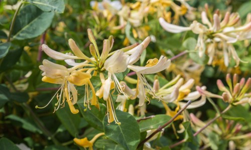 白花蛇舌草功能主治肠痈-白花蛇舌草的功能主治网- 白花蛇舌草的功能与主治知识,分享白花蛇舌草的功能主治是